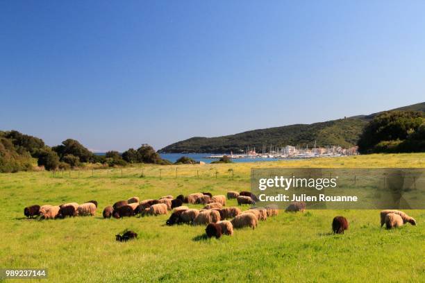 sheeps in cap corse - cap corse stock-fotos und bilder