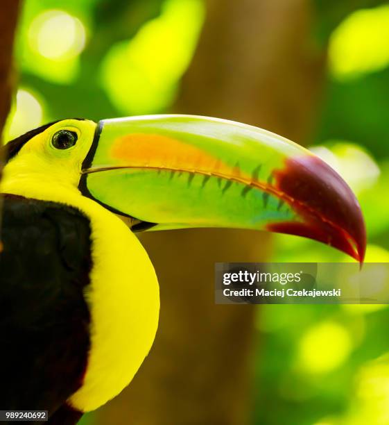 colorful toucan bird - keel billed toucan stock pictures, royalty-free photos & images