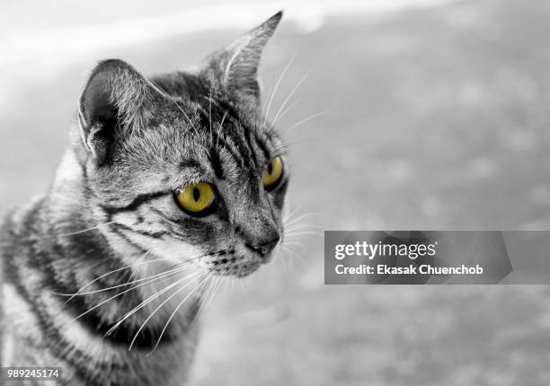 black and white thai cat with yellow eyes - yellow eyes stock pictures, royalty-free photos & images