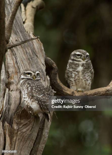spotted owlet - spotted owlet stock pictures, royalty-free photos & images