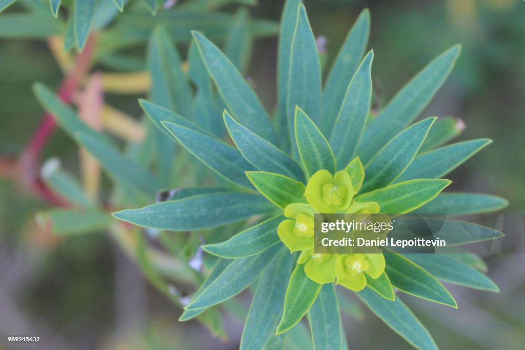 Some Green flowers