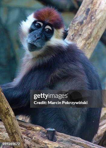 Monkey Monkey