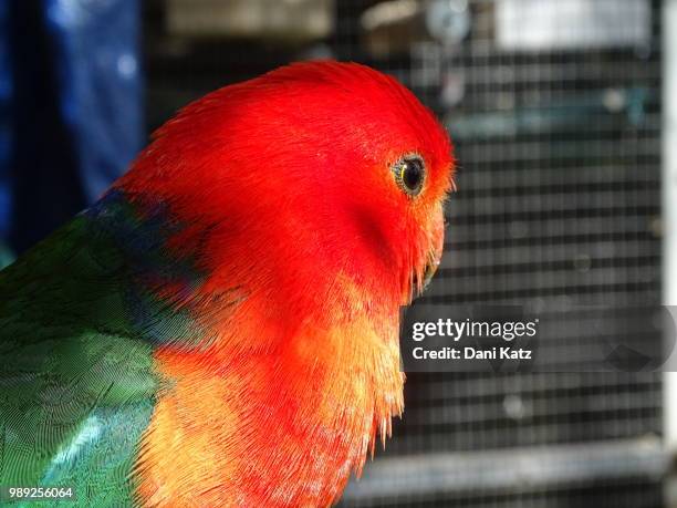 adult male king parrot - king parrot stock pictures, royalty-free photos & images