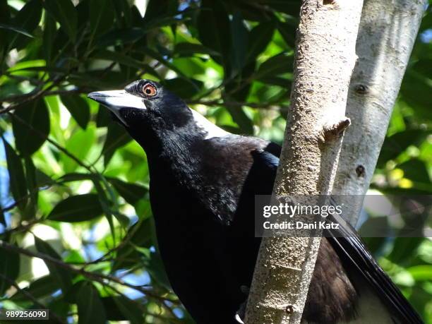 australian magpie - australian magpie stock pictures, royalty-free photos & images