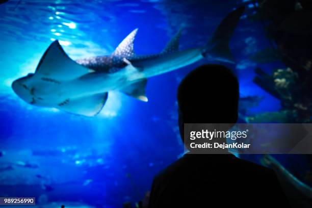 explorer le monde marin, admirant le requin dans aquarium - marine biology photos et images de collection