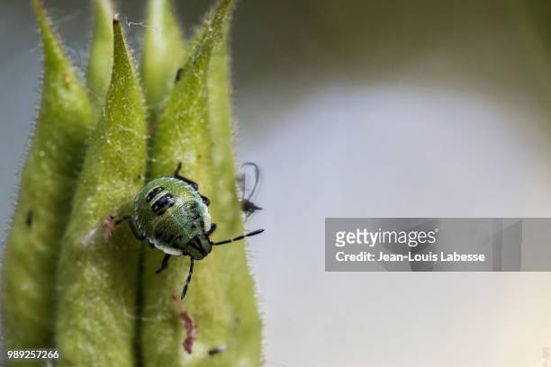 animaux - punaise - bug - nezara viridula - punaise stock pictures, royalty-free photos & images
