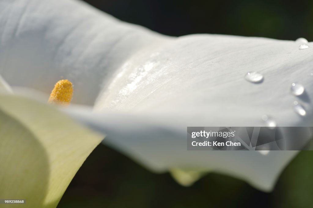 Calla lily