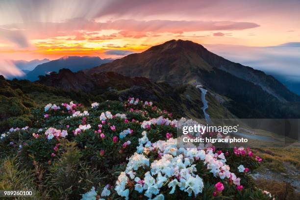 rhododendron, yushan rhododendron (alpine rose) blooming by the trails of taroko national park, taiwan - taroko gorge national park stock pictures, royalty-free photos & images