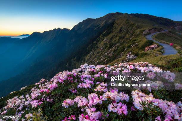 rhododendron, yushan rhododendron (alpine rose) blooming by the trails of taroko national park, taiwan - hualien county 個照片及圖片檔