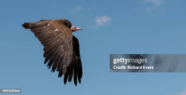 volture's flight path retouch - flight path stock pictures, royalty-free photos & images