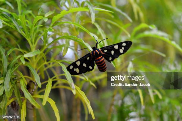 a kiss to you - sander de wilde stockfoto's en -beelden