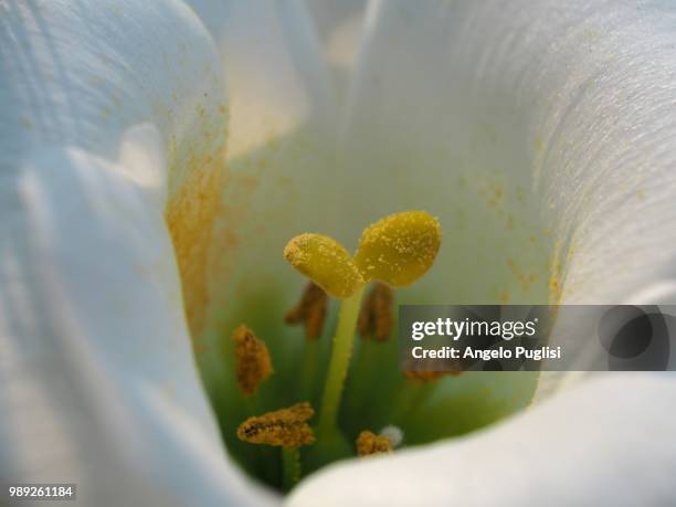 pistil - estigma imagens e fotografias de stock