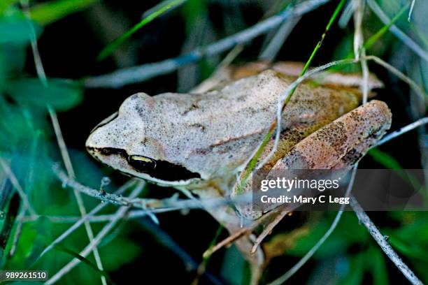 True Frogs Example True Frog Photos and Premium High Res Pictures - Getty Images