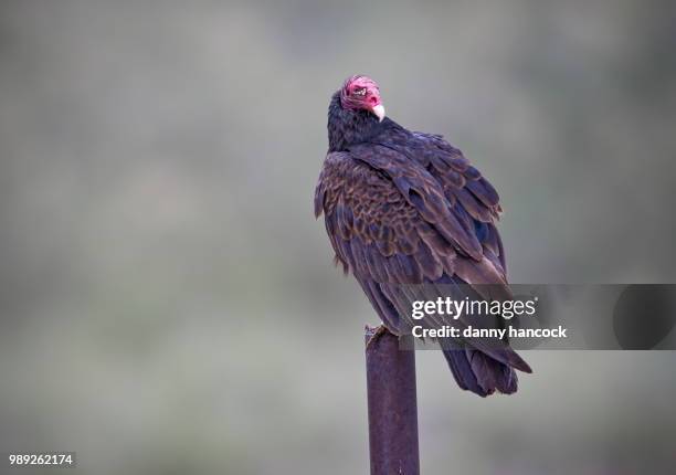 turkey vulture - turkey vulture stock pictures, royalty-free photos & images