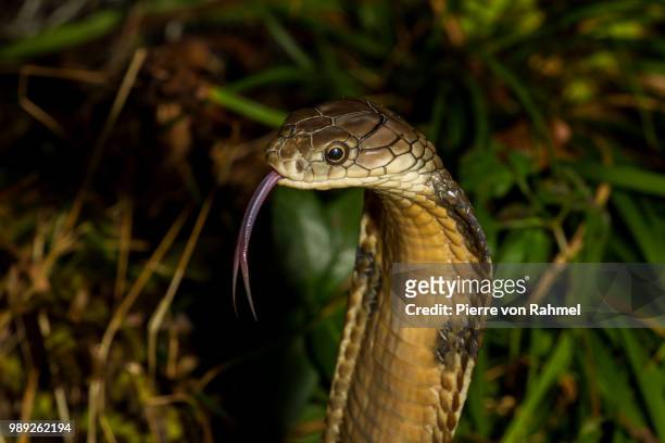 king cobra - cobra reale foto e immagini stock