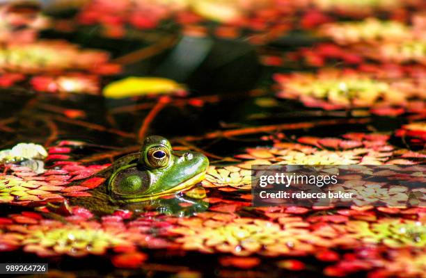 frog in flowers - american bullfrog stock pictures, royalty-free photos & images