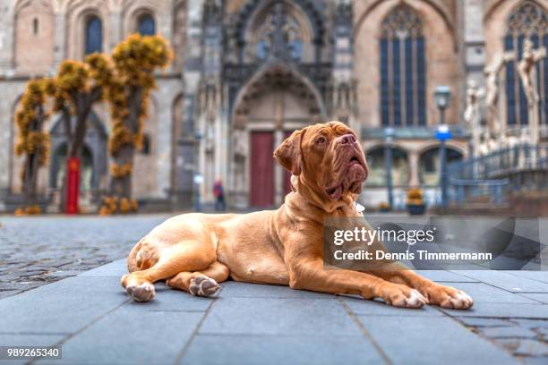 muffin and church - french mastiff stock pictures, royalty-free photos & images