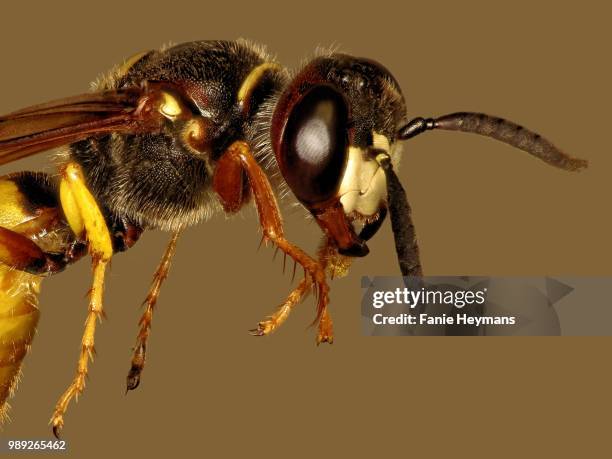 wasp photo stacking - african wasp stock pictures, royalty-free photos & images