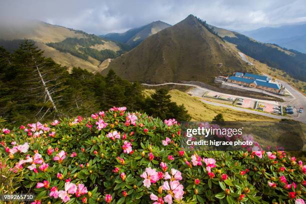 rhododendron, yushan rhododendron (alpine rose) blooming by the trails of taroko national park, taiwan - taroko gorge national park stock pictures, royalty-free photos & images