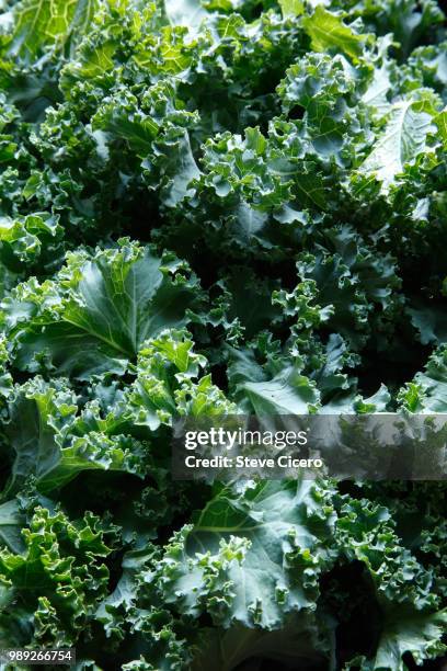 fresh chopped kale close-up - kale stock pictures, royalty-free photos & images