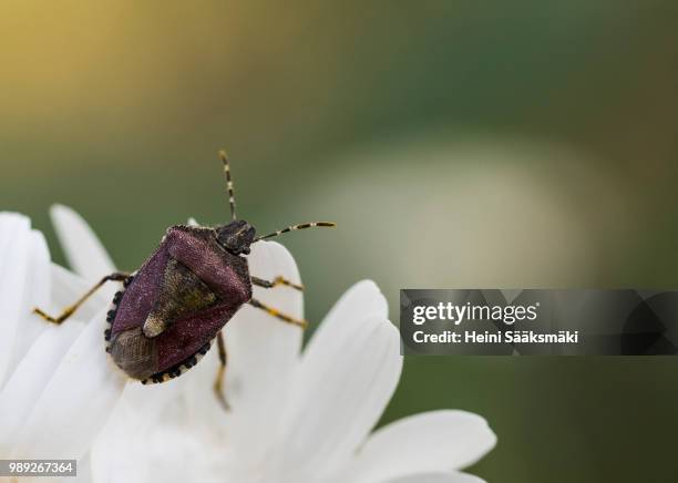 dolycoris baccarum - dolycoris baccarum bildbanksfoton och bilder