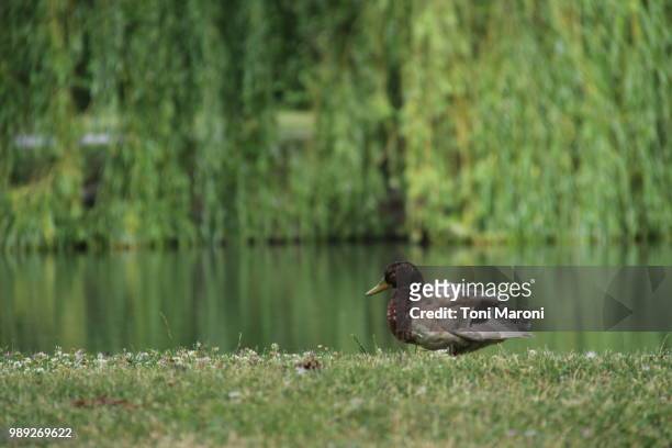 duck - maroni stock pictures, royalty-free photos & images