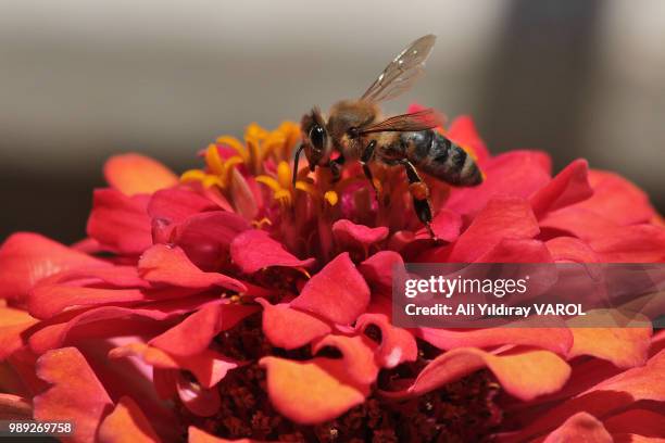 worker bee - worker bee stock pictures, royalty-free photos & images