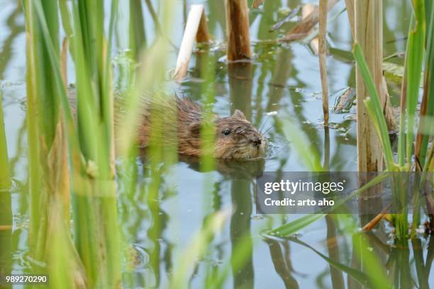 muskrat - muskrat stockfoto's en -beelden