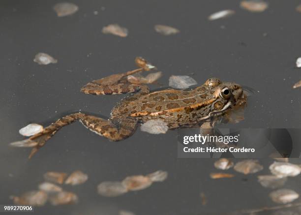 pelophylax perezi - african bullfrog stock-fotos und bilder