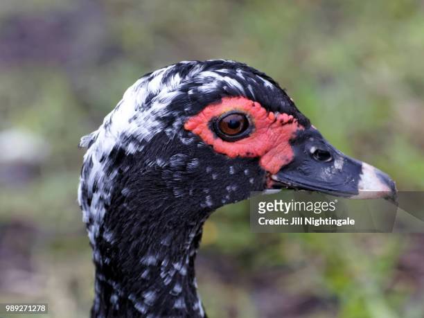 muscovy duck - muscovy duck stock pictures, royalty-free photos & images