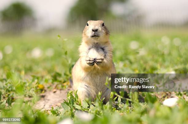 beggar - prairie dog stock-fotos und bilder