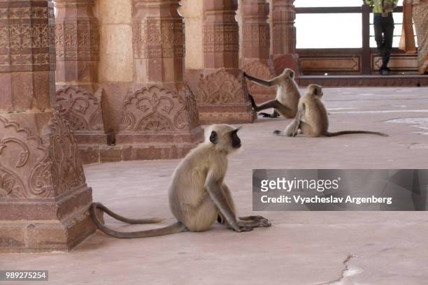 rhesus macaques (monkeys), rajasthan - argenberg fotografías e imágenes de stock