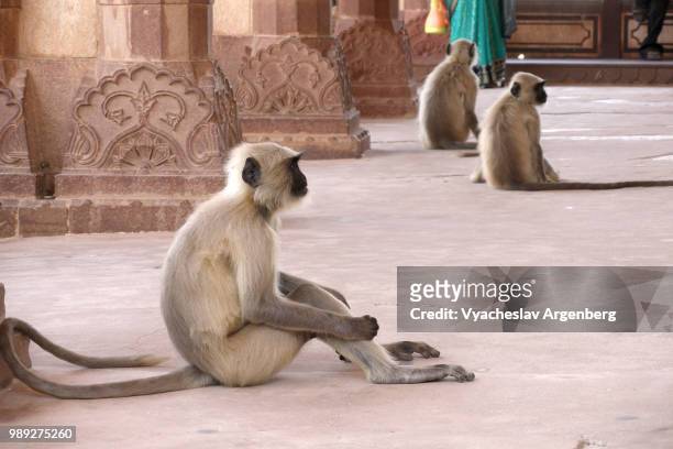 rhesus macaques (monkeys), rajasthan, india - argenberg stock-fotos und bilder
