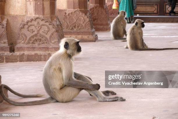 rhesus macaques (monkeys), rajasthan, india - argenberg stock pictures, royalty-free photos & images