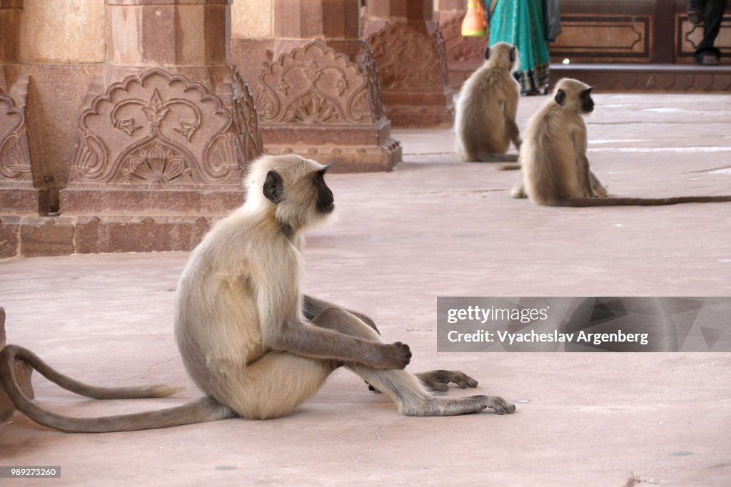 Rhesus macaques (monkeys), Rajasthan, India