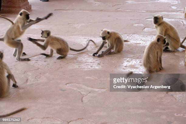 family of macaques (monkeys) play in amer fort in jaipur, rajasthan, india - argenberg stock-fotos und bilder