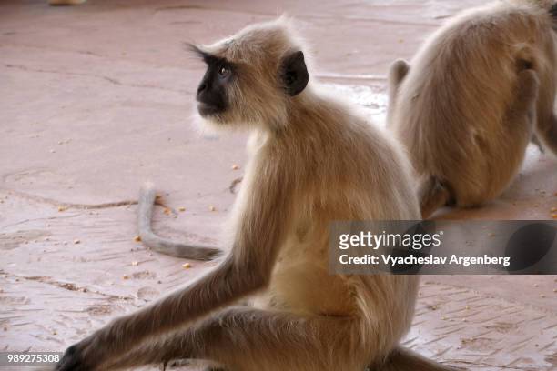 rhesus macaque (monkey), rajasthan, india - argenberg fotografías e imágenes de stock