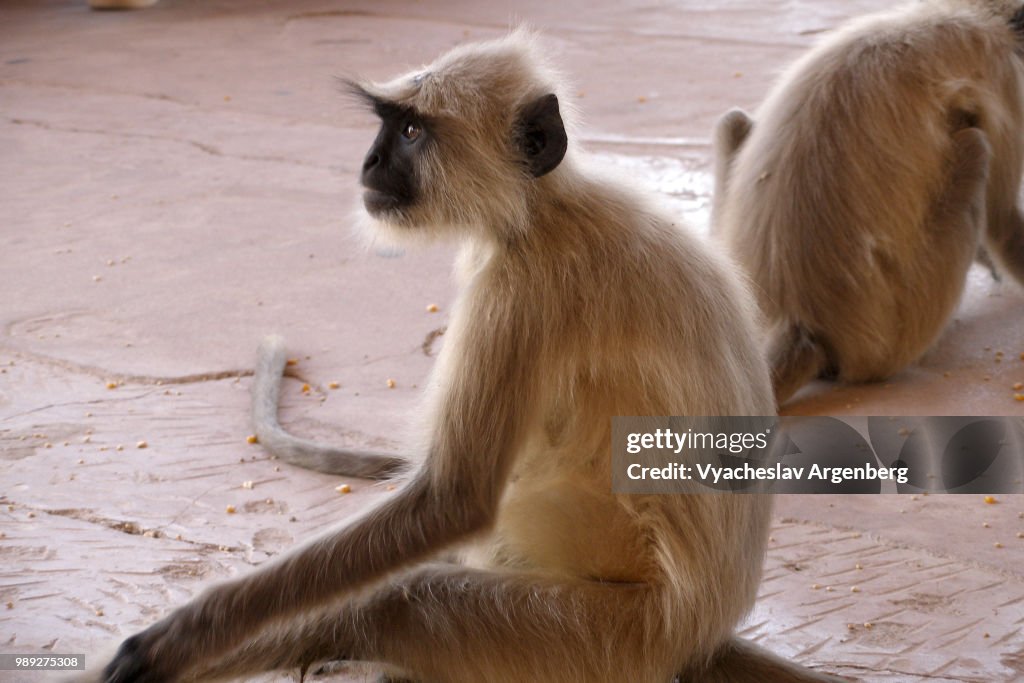 Rhesus macaque (monkey), Rajasthan, India