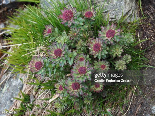 arctic root, golden root (rhodiola rosea) in the high bognanco valley - bachblüten stock-fotos und bilder