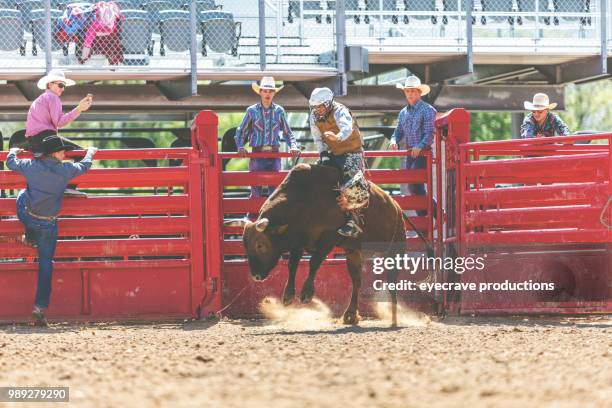 bull riding utah cowboys western im freien und rodeo stampede roundup reiten pferde hüten vieh istock foto-shooting - istock stock-fotos und bilder