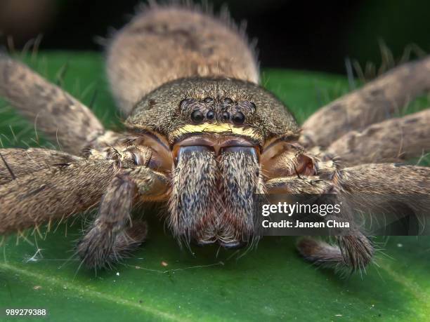 huntsman spider - huntsman spider stock pictures, royalty-free photos & images