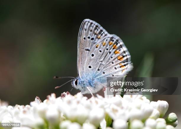 blue butterfly - krasimir georgiev stock pictures, royalty-free photos & images