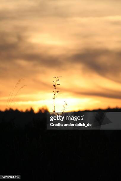 blumen in der sonne - blumen stock pictures, royalty-free photos & images