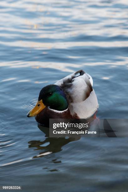 canard colvert - canard - fotografias e filmes do acervo