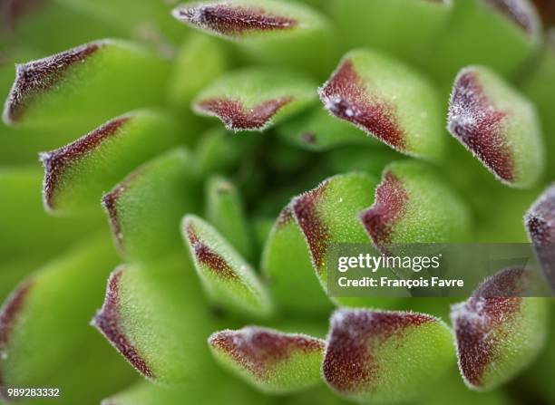 rouge et vert - houseleek stock pictures, royalty-free photos & images