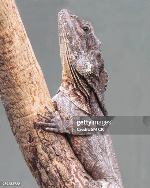 frill-necked lizard - frilled lizard stock-fotos und bilder