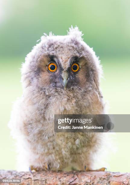 baby long-eared owl - eurasian eagle owl stock pictures, royalty-free photos & images