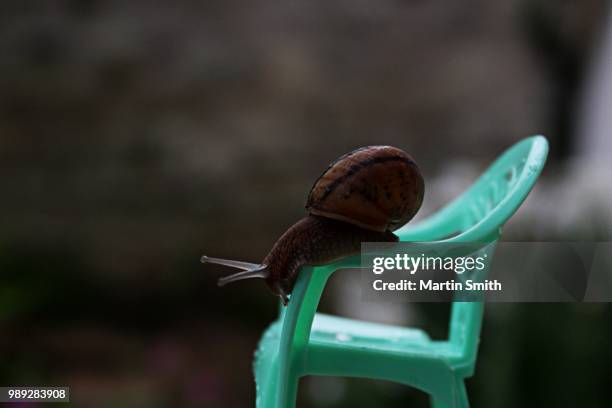 garden snail - garden snail stock pictures, royalty-free photos & images