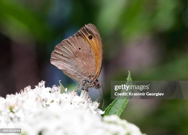 butterfly2 - krasimir georgiev stock pictures, royalty-free photos & images