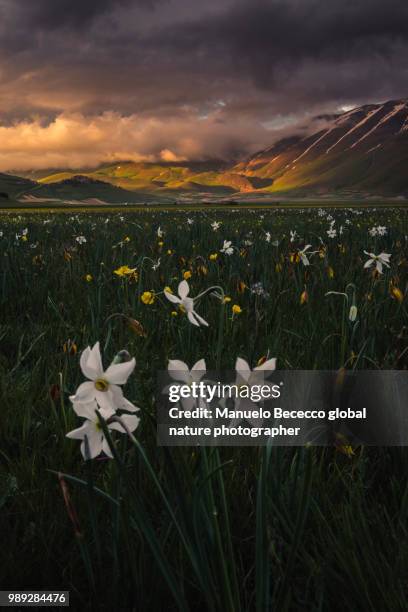 la piana di castelluccio di norcia durante la fioritura dei narcisi al tramonto - parco nazionale del gran sasso e monti della laga stock pictures, royalty-free photos & images